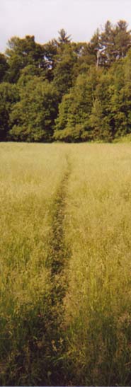 trail in meadow